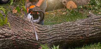 Professional  Tree Services in Inez, TX