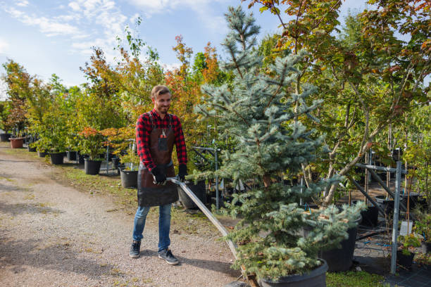 Best Emergency Tree Removal  in Inez, TX